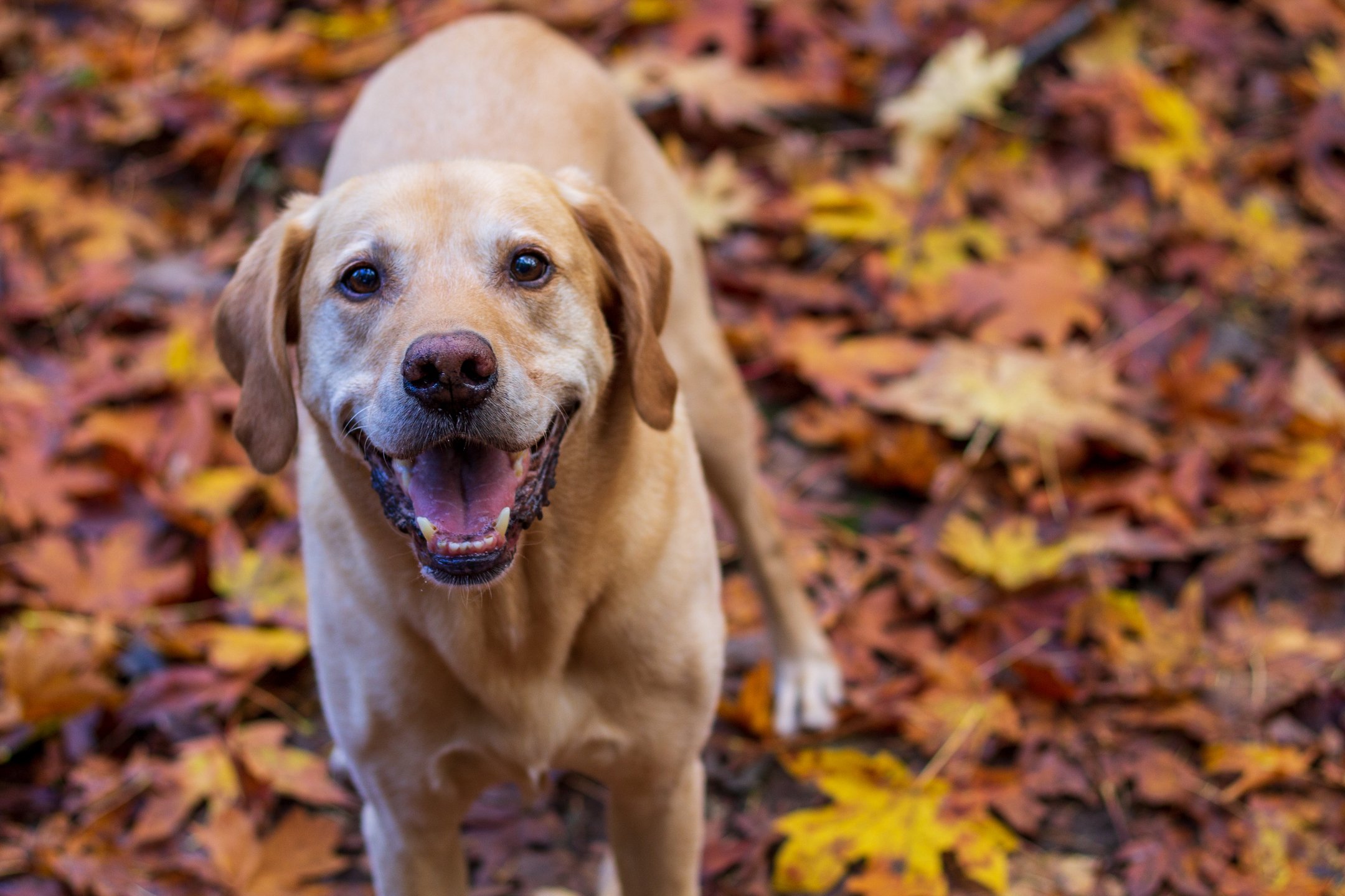Yellow lab standing amongst yellow and orange leaves